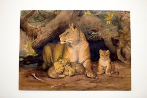 ライオネスとヤング、1855
